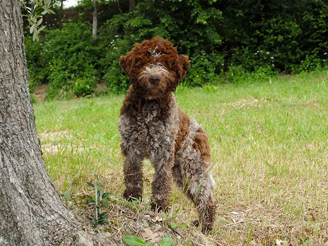 Lagotto-Romagnolo