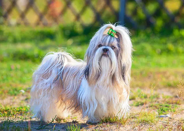Shih Tzu
