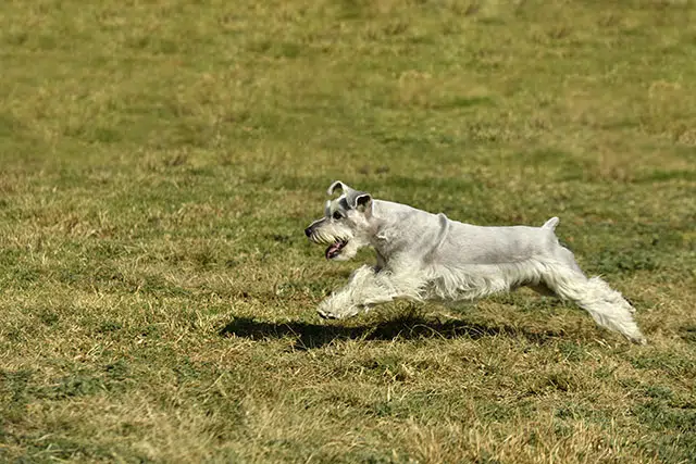 שנאוצר בינוני