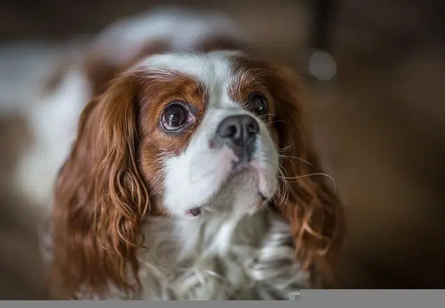 Cavalier King Charles Spaniel
