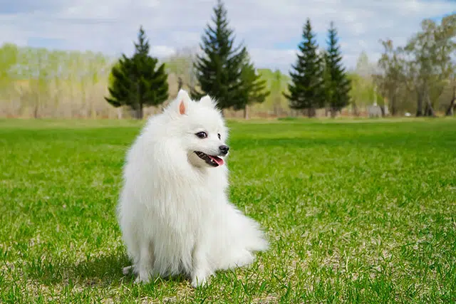 japanese spitz