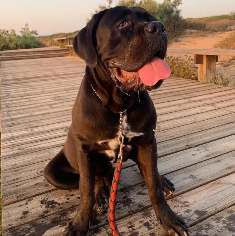 ג'ונסון - כלב קאנה קורסו