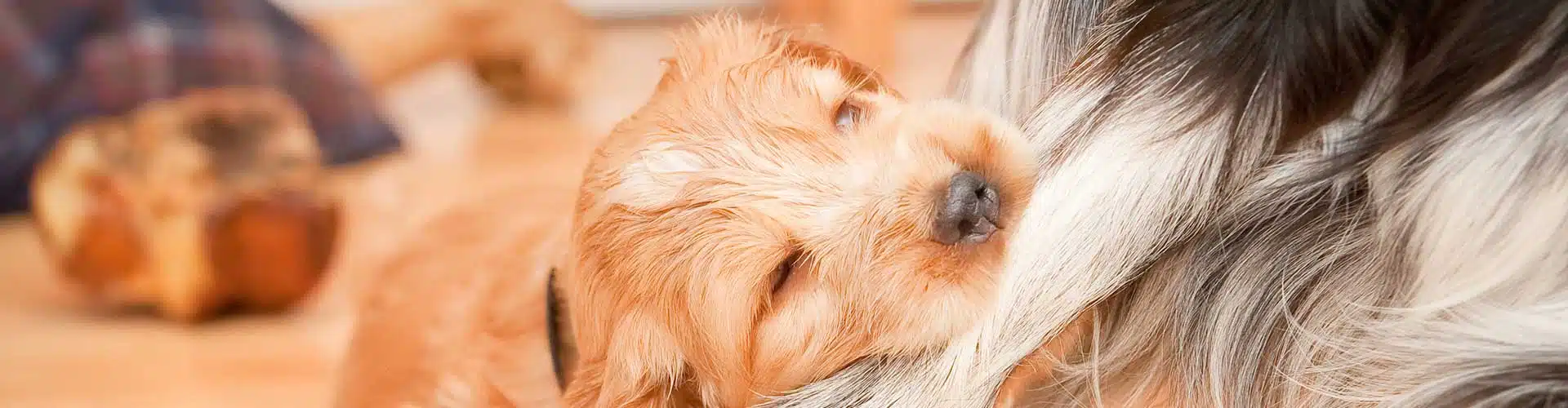 איך לאלף גור לא לנשוך